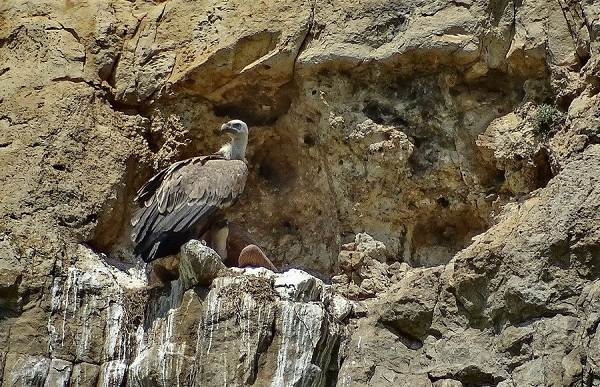 Белоголовый-сип-птица-Образ-жизни-и-среда-обитания-белоголового-сипа-8