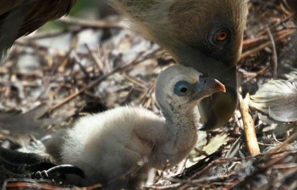 Белоголовый-сип-птица-Образ-жизни-и-среда-обитания-белоголового-сипа-9