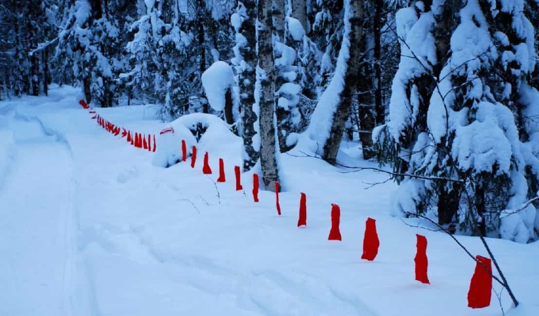 Как избавиться от лисы, которая ворует кур: как защитить птиц и отвадить хищника