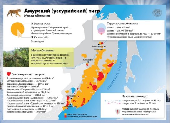 Амурский тигр Красной книги