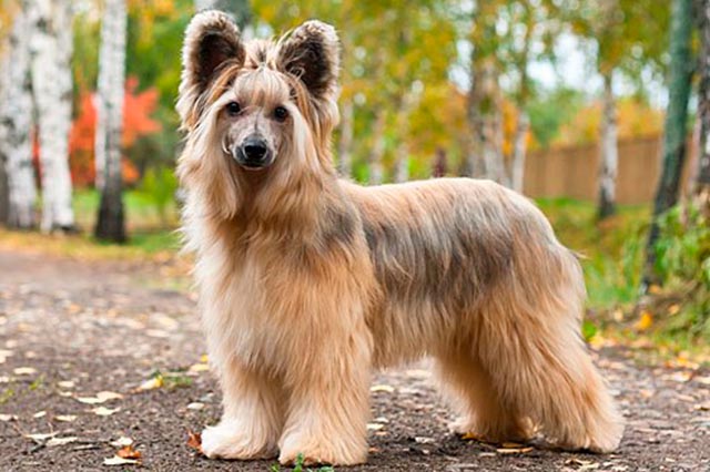 китайская пушистая собака