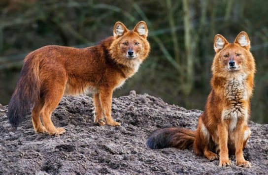 Сколько живет красный горный волк Образ жизни красного горного волка