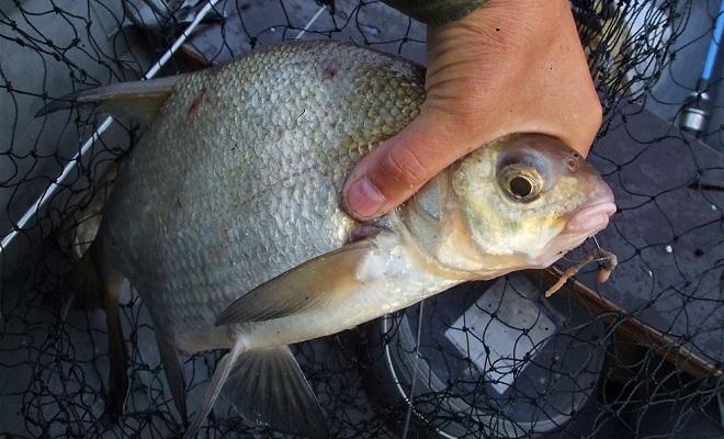 Как правильно насаживать червя на крючок на карася, леща, советы