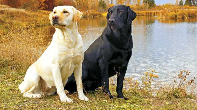 лабрадор фото