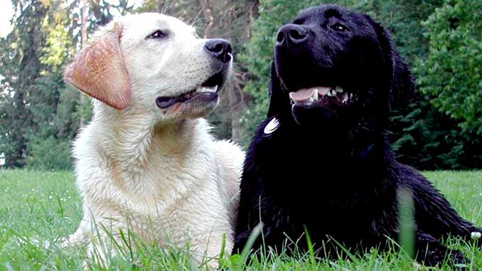 картинка лабрадора