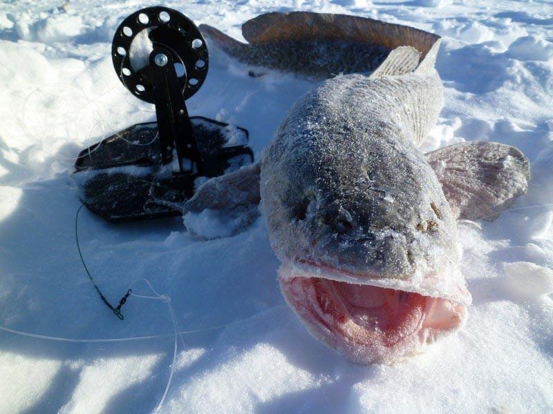 налим на жерлицу