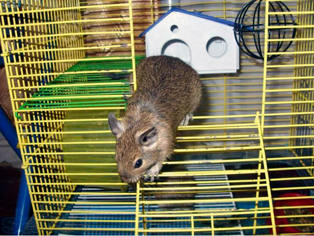 Перед покупкой чилийской белки необходимо ознакомиться со всеми нюансами ее содержания Перед покупкой чилийской белки необходимо ознакомиться со всеми нюансами ее содержания