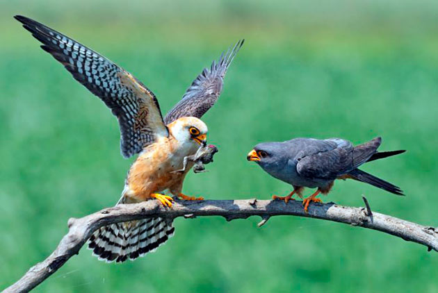 Базовая диета, богатая белком