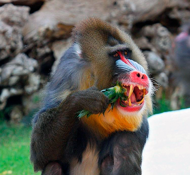 Мандрилы всеядны, но все же предпочитают растительную пищу