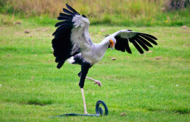 Рацион птицы-секретаря очень разнообразен и включает как растительную, так и животную пищу