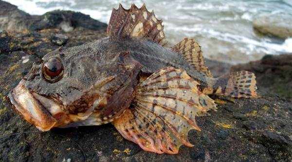 Рыбы-Черноморья-Названия-описания-и-особенности-рыб-в-Черноморье-26