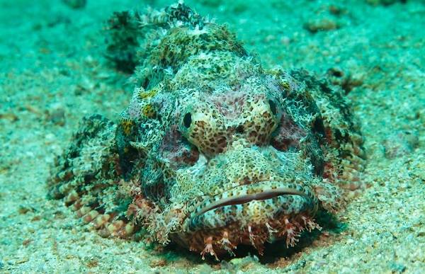 Рыбы-Черного моря-Названия-описания-и-особенности-рыб-в-Черноморье-27