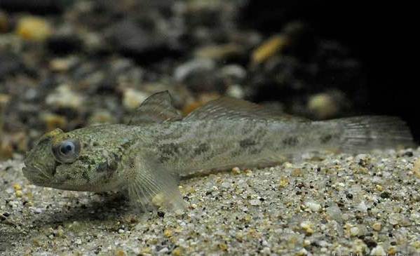 Рыбы-Черного моря-Названия-описания-и-особенности-рыб-в-Черноморье-29