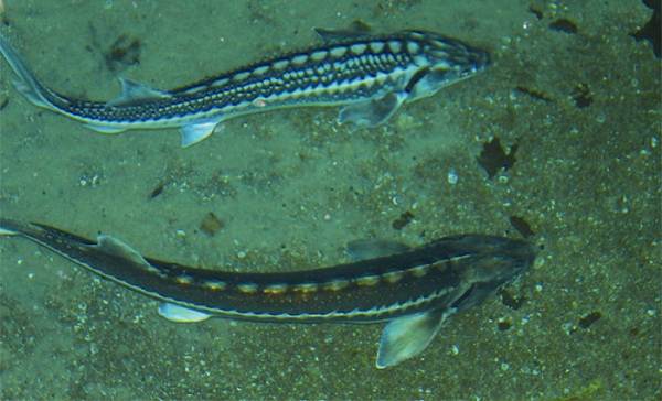 Рыбы-Черного моря-Названия-описания-особенности-рыб-Черного моря-35