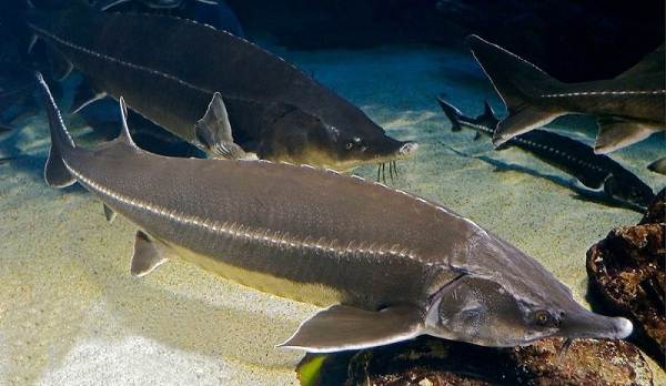 Рыбы-Черного моря-Названия-описания-и-особенности-рыб-Черноморья-36