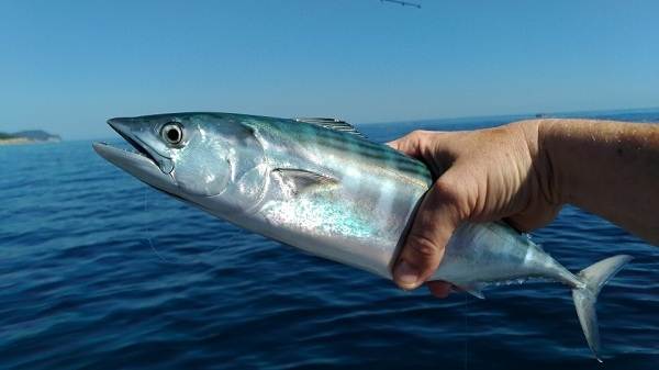 Рыбы-черного-моря-Названия-описания-и-особенности-рыб-черного-моря-37