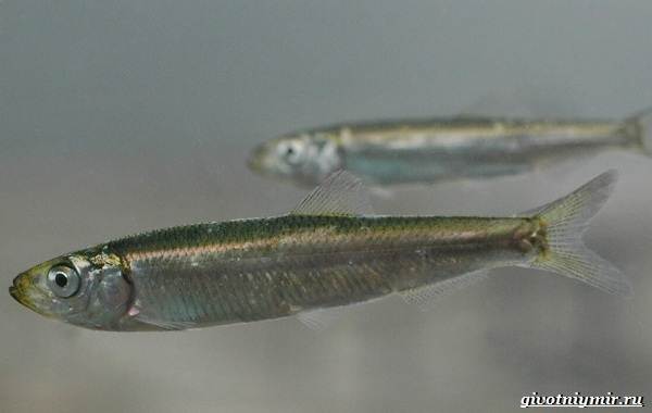 Рыбы-Черноморья-Названия-описания-и-особенности-рыб-Черноморья-56