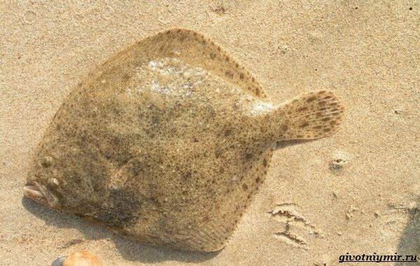 Рыбы-Черноморья-Названия-описания-и-особенности-рыб-в-Черноморье-58