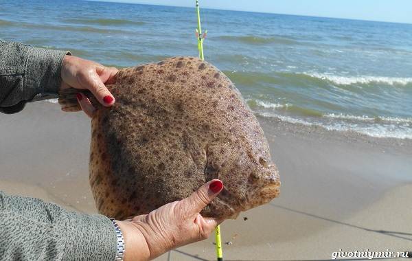 Рыбы-Черного моря-Названия-описания-и-особенности-рыб-в-Черноморье-59