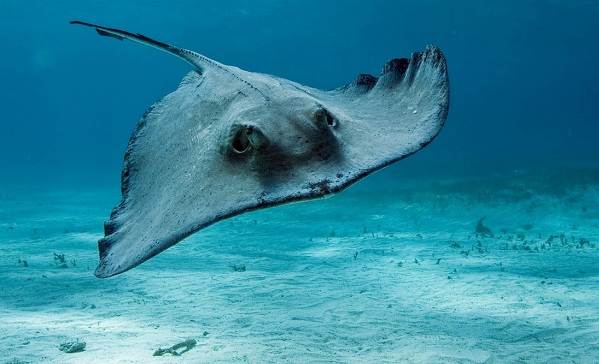 Рыбы-Черного моря-Названия-описания-и-особенности-рыб-Черного моря-9