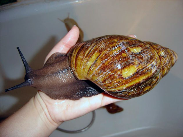 Основная причина, когда ахатины начинают болеть — неправильный уход Основная причина, когда ахатины начинают болеть — неправильный уход