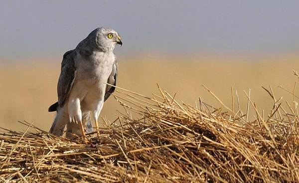 Степной-лунь-птица-Описание-и-особенности-степного-луня-5
