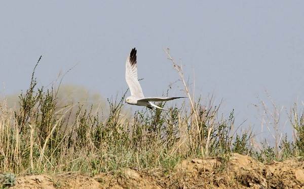 Степной-лунь-птица-Описание-и-особенности-степного-луня-7