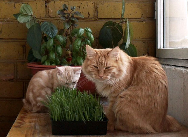 Если вы не уверены какую травку любит ваша кошка — можете посадить несколько кормов Если вы не уверены какую травку любит ваша кошка — можете посадить несколько кормов