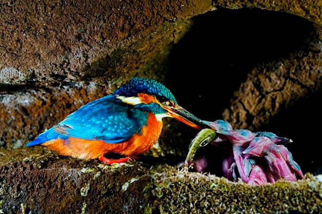 Вымирание зимородков, которым в настоящее время не угрожает опасность