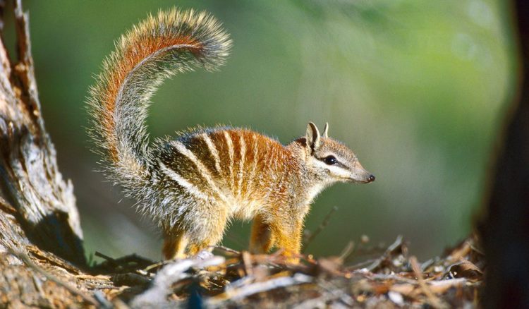 Какие животные обитают в Австралии - список, описание