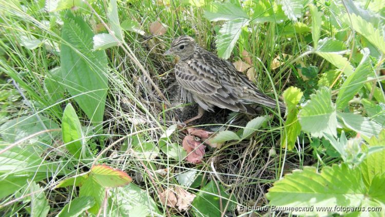 О птице жаворонке: где живет и зимует, чем питается, польза для человека, интересные факты