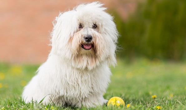 Самые гипоаллергенные собаки: 19 пород не вызывающих аллергию у людей