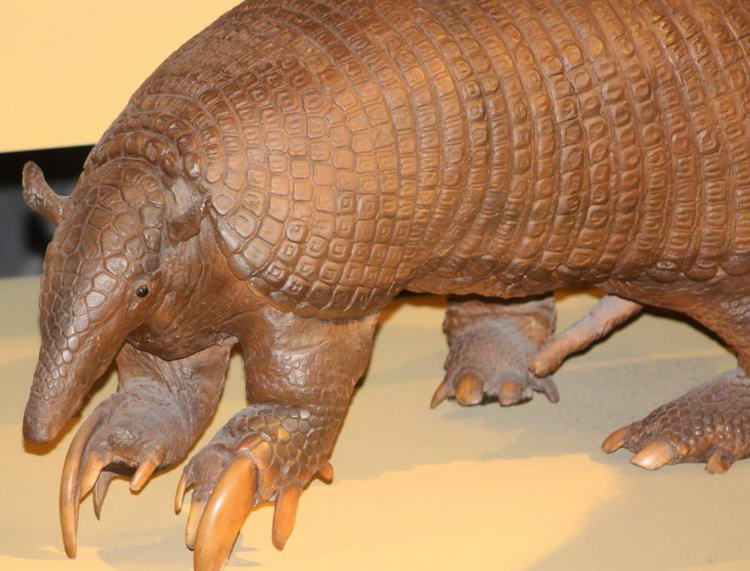 Броненосец - описание животного, где обитает, чем питается