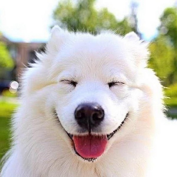 Самые гипоаллергенные собаки: 19 пород не вызывающих аллергию у людей