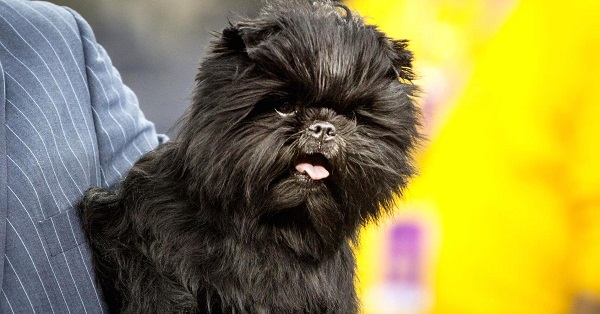 Самые гипоаллергенные собаки: 19 пород не вызывающих аллергию у людей