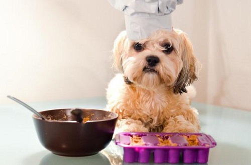 Лучшие каши для щенка: кормим вкусно и полезно