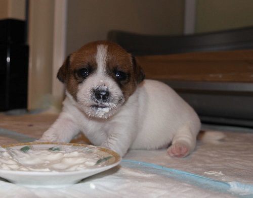 Лучшие каши для щенка: кормим вкусно и полезно
