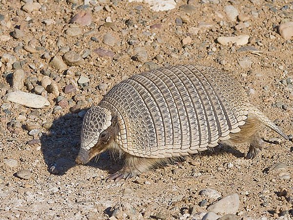 Броненосец - описание животного, где обитает, чем питается