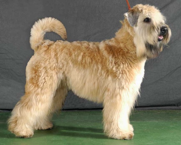 Самые гипоаллергенные собаки: 19 пород не вызывающих аллергию у людей