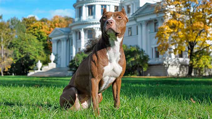 картинка питбультерьера