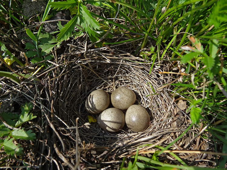О птице жаворонке: где живет и зимует, чем питается, польза для человека, интересные факты