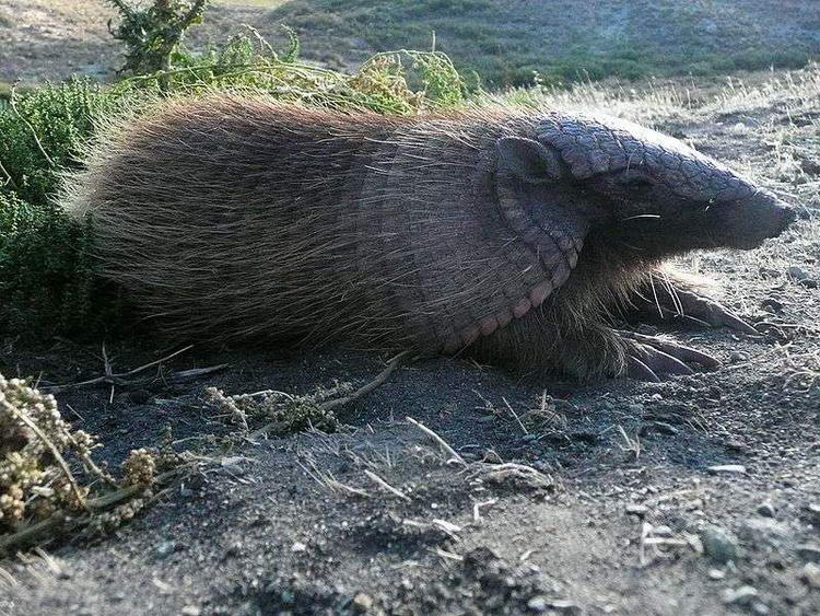 Броненосец - описание животного, где обитает, чем питается