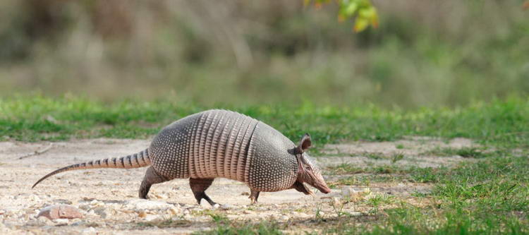 Броненосец - описание животного, где обитает, чем питается