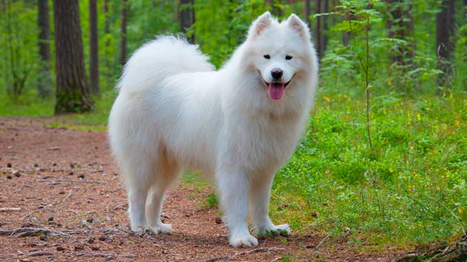 samojed hunderasebilde