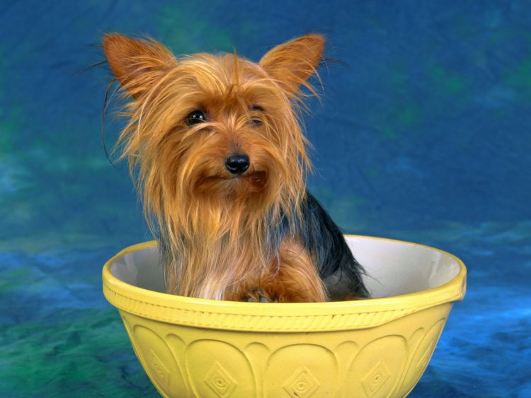 Австралийский терьер: описание, содержание, уход