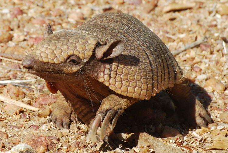 Броненосец - описание животного, где обитает, чем питается