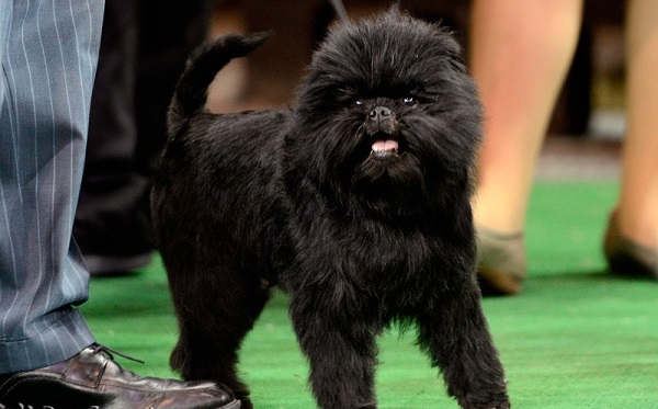 Самые гипоаллергенные собаки: 19 пород не вызывающих аллергию у людей