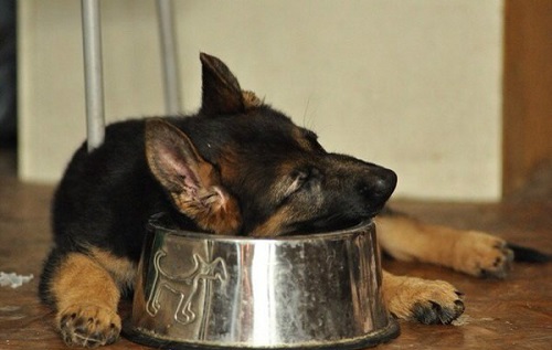 Лучшие каши для щенка: кормим вкусно и полезно