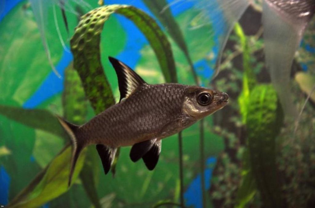 Зрелый барбус акулий бала