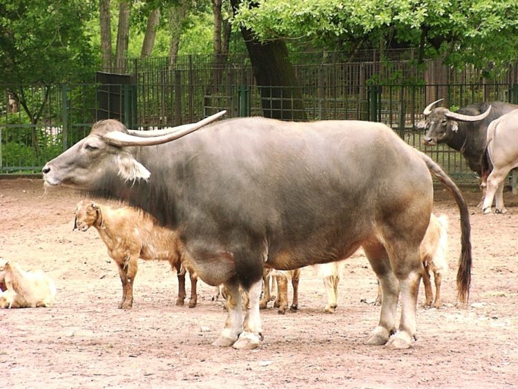 Домашний буйвол: особенности содержания и ухода